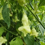 Aji Confusion – Image 2