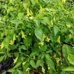 Aji Confusion – Image 3