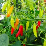 Aji Ethiopian Fire – Image 2