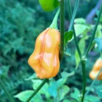 Aji Fantasy Stripey – Image 2