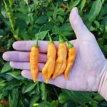 Aji Melocoton