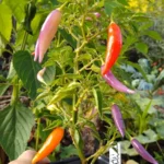 Aji Omnicolor – Image 3