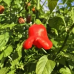 Aji Orchid – Image 2