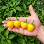 Aji Tangerine