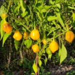 Aji Tangerine – Image 2