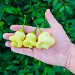 Aji White Fantasy