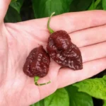 Apocalypse Scorpion Chocolat