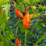 Baumchili Orange – Image 2