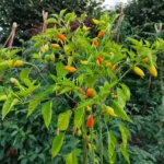 Baumchili Orange – Image 3