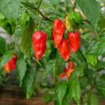Bhut Jolokia Rouge – Image 2