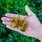 Big Mustard Mama