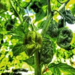 Big Mustard Mama – Image 2