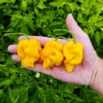 Big Yellow Mama