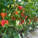 Biquinho Rouge – Image 3