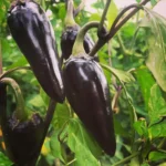 Black Hungarian – Image 2
