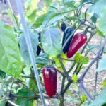 Black Hungarian – Image 3