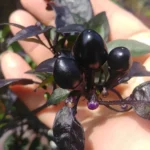 Black Pearl – Image 3