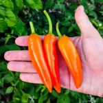 Bulgarian Carrot