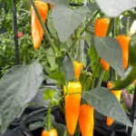 Bulgarian Carrot – Image 2