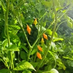 Cabacinha Laranja – Image 3