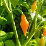 Cabacinha Laranja – Image 2