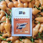 Cabacinha Laranja – Image 4
