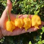 Carolina Reaper Jaune