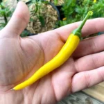 Cayenne Golden