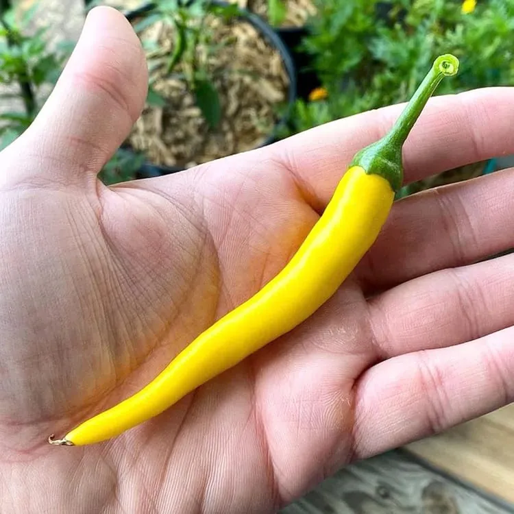cayenne-golden-1 Cayenne Golden – Image 1