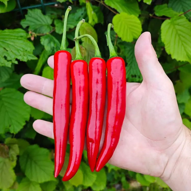cayenne-rouge-1 Cayenne Rouge – Image 1