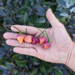 Cheiro Roxa