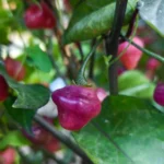 Cheiro Roxa – Image 2
