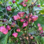 Cheiro Roxa – Image 4