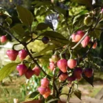 Cheiro Roxa – Image 5