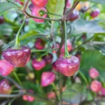 Cheiro Roxa – Image 3