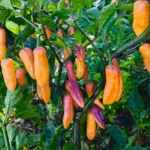 Clavo Peach – Image 2