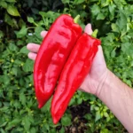 Corno di Toro Rouge