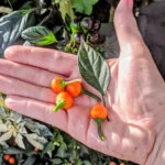 Costa Rica Orange