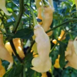 Dame Blanche – Image 2