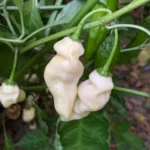 Devil's Tongue White – Image 2