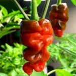 Dragon’s Toe – Image 2