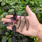 Dreamcatcher X Jalapeno Farmer's Market