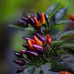 Explosive Ember – Image 2