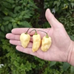 Fatalii White