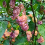 Fidalgo Roxa – Image 2