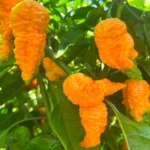 Fried Chicken – Image 2