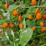 Golden Nugget – Image 2