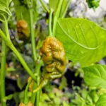 Golden Primotalii – Image 2