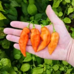 Habanada