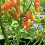 Habanada – Image 2